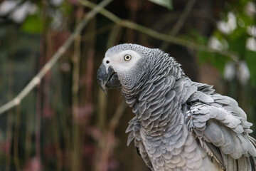 African Grey Parrot in Zoo Negara Malaysia National Zoo