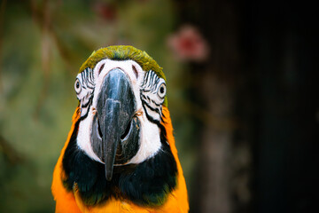 Fototapeta premium Blue and Yellow Macaw in Zoo Negara Malaysia National Zoo