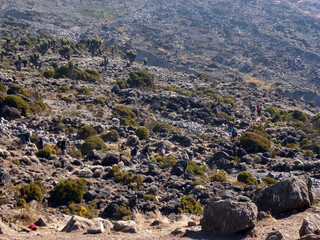 On the rocky slope of Mount Kilimanjaro in Tanzania, overgrown with thick vegetation, several tourists of an unrecognizable appearance are walking in the distance