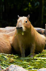 Capybara feeding in Zoo Negara Malaysia