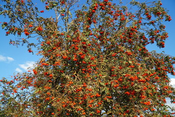 Rowan ash tree (Sorbus aucuparia) in summer, it is a deciduous tree or shrub from the rose family. Here a single tree full of red-orange berries by the wayside in northern Germany.