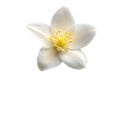 Jasmine flower isolated on transparent background