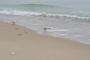 beach seagulls!