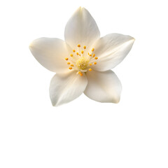 Jasmine flower isolated on transparent background