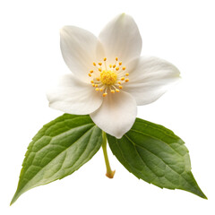 Jasmine flower isolated on transparent background