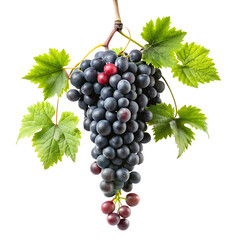 Obraz premium hanging black branch grapes isolated on a white background
