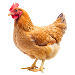Fototapeta premium Hen isolated on transparent background