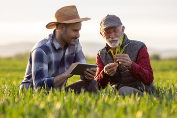 Farmers checking wheat growth in field in spring time