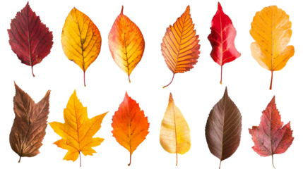 Autumn leaves on a transparent background, PNG.