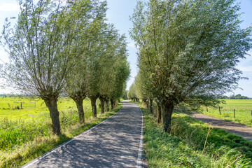 A willow tree-lined pathway stretches through a lush, green landscape under a blue sky. Tall willow trees with full canopies create a corridor over the road, offering shade.