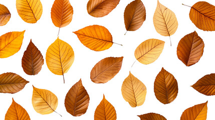 Obraz premium Collection of autumn leaves isolated on transparent background, PNG.