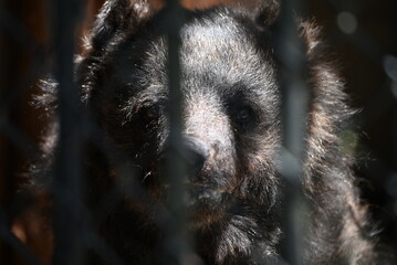 動物園のニホンツキノワグマ