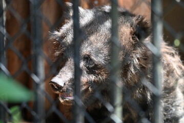 動物園のニホンツキノワグマ