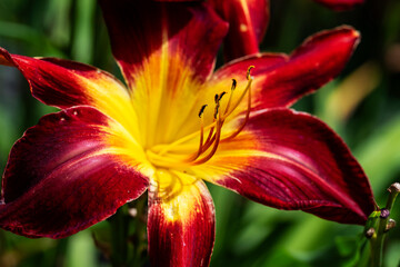 Details of a day lilly flower