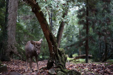 森に居た鹿