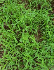 green moss background
