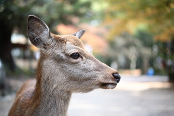 秋の奈良公園の鹿