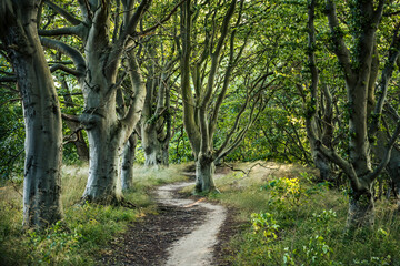 Naklejka premium Hiking trail leading through mystical beech forest on the German island Rügen at the baltic sea