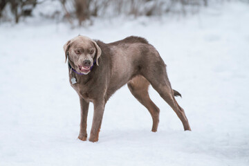 A young lab growling aggressively.