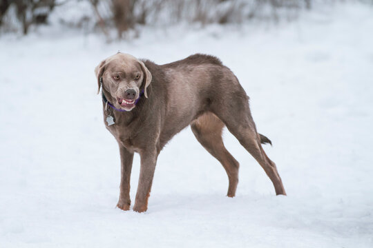 A young dog growling aggressively warning others to "stay away", showcasing aggressive animal behavior. 