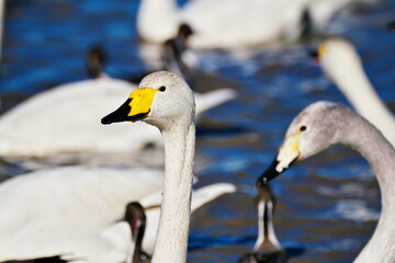 白鳥のすまし顔