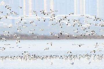 Large Flock of Pied Avocets in Flight Over Water, Mai Po Natural Reserve, Hong Kong
