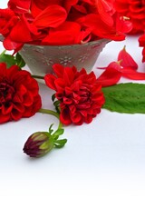 Red flowers and bud with flower bowl background