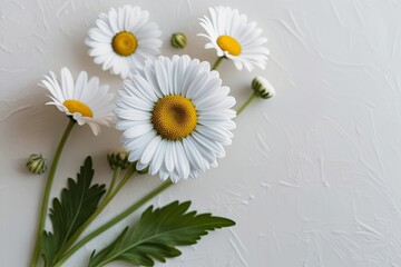 Elegant White Daisy Flower on Soft Background Representing Purity and Natural Beauty