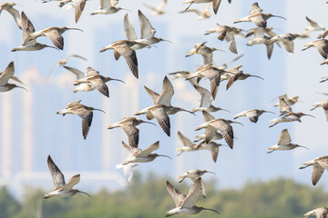 A Sky Full of Curlews: A Spectacular Bird Migration