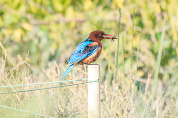 Kingfisher Holding a Fresh Catch on Fence Post
