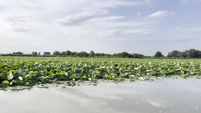 Boat tour on the Italian River. Scene features a variety of plants thriving at the water's edge, highlighting the region's rich biodiversity