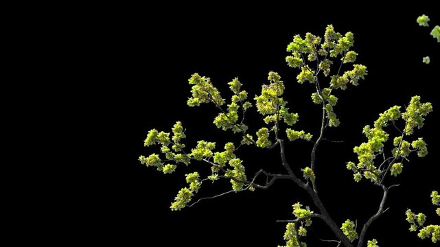 Branches with leaves on a transparent background. Large green leaves on large branches. Alpha channel.