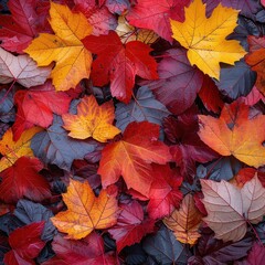 A vibrant collection of colorful autumn leaves, showcasing rich reds, oranges, and yellows in a picturesque fall setting.