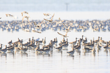 A Group of  Curlews Gather at the Water's Edge, Mai Po Natural Reserve, Hong Kong
