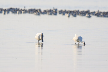 A Pair of Black-faced Spoonbills Foraging Together in Shallow Water

