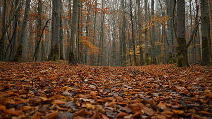 a forest with a carpet of fallen leaves and a sense of quiet solitude
