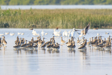 A Group of  Curlews Gather at the Water's Edge, Mai Po Natural Reserve, Hong Kong
