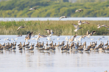 Large Flock of Migratory Shorebirds Feeding in Shallow Water