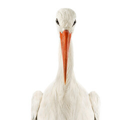 Close-up of a White stork facing, looking at the camera, Ciconia © Eric Isselée