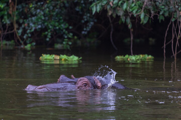 Fototapeta premium hippoes in the water