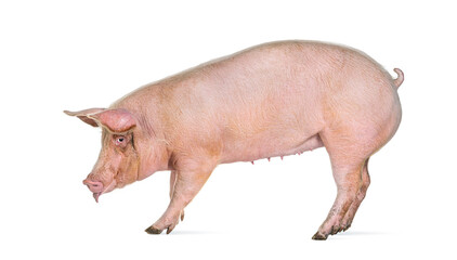 Side view of a Domestic pig sticking its tongue out, isolated on white © Eric Isselée