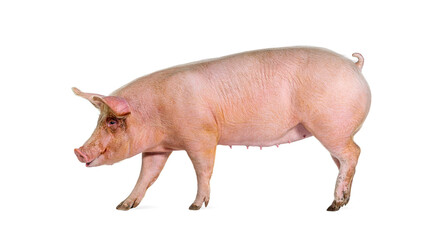 Side view of a Domestic pig, isolated on white © Eric Isselée