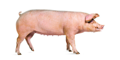 Side view of a Domestic pig walking, isolated on white