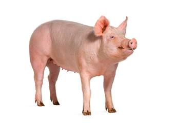 Domestic pig, isolated on white © Eric Isselée