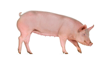 Side view of a Domestic pig walking, isolated on white