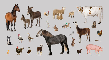 Large group of many farm animals standing together