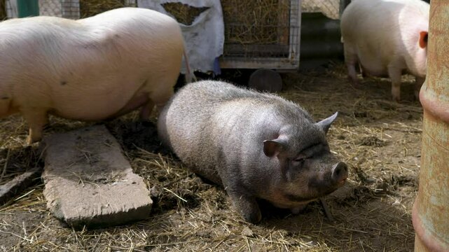 A cute Vietnamese pig lies in a farmyard surrounded by its fellow pigs and enjoys life.