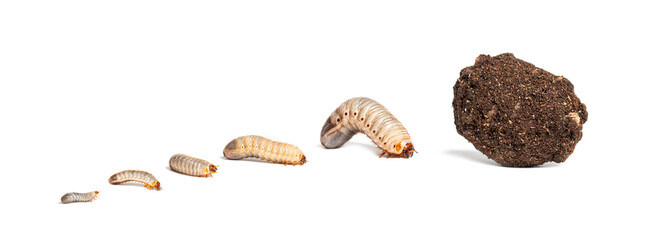 Life cycle of flamboyant flower beetle, eudicella gralli, beetle on white