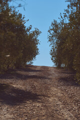 Dirt road in olive grove in spain