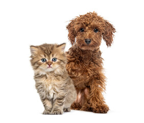 Adorable toy poodle puppy posing next to british longhair kitten